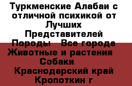 Туркменские Алабаи с отличной психикой от Лучших Представителей Породы - Все города Животные и растения » Собаки   . Краснодарский край,Кропоткин г.